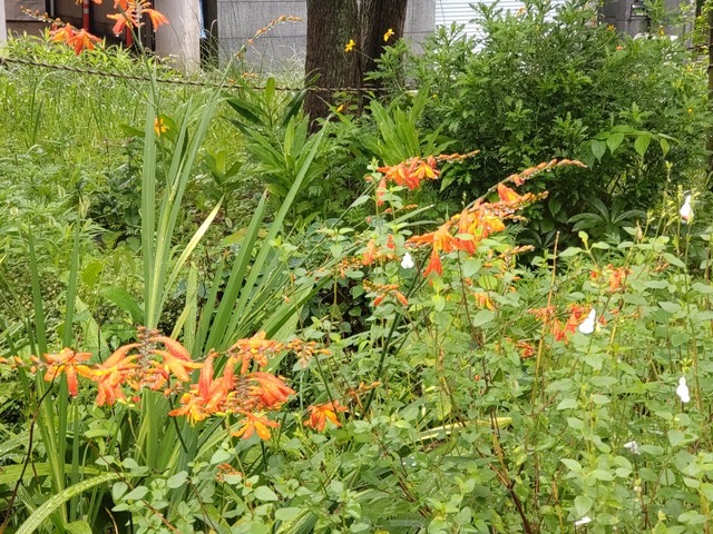 雨に咲く花、豆もやしのベーコン炒め、バタール: さっちょさんのパン工房